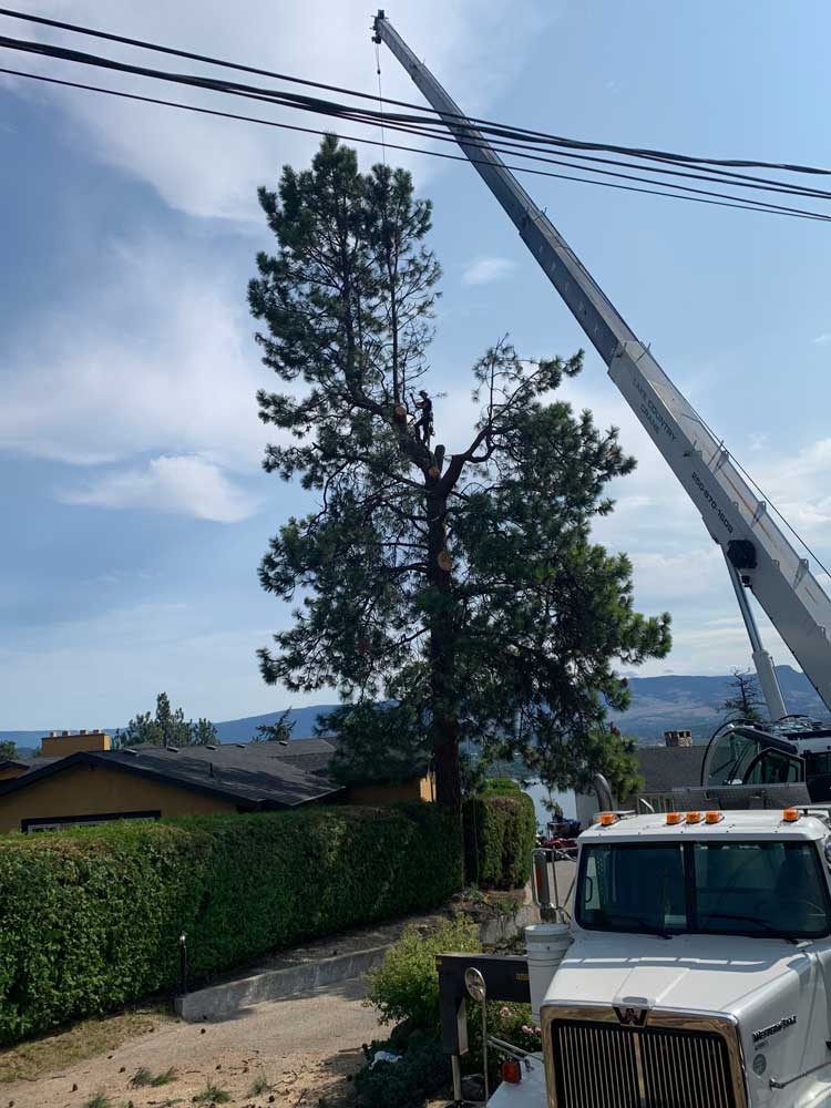 ace-tree-arborist-cutting-pine-kelowna