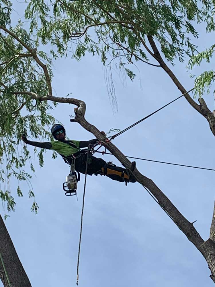 ace-tree-arborist-trimming-dead-branches-kelowna