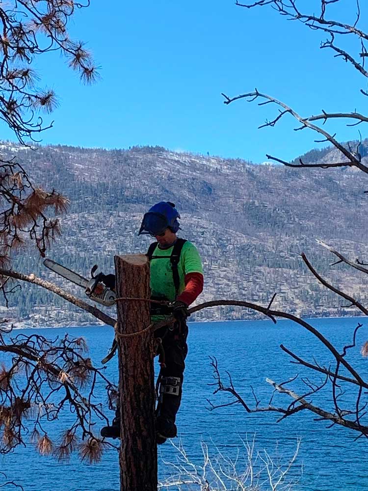 ace-tree-dangerous-dead-pine-removal-okanagan