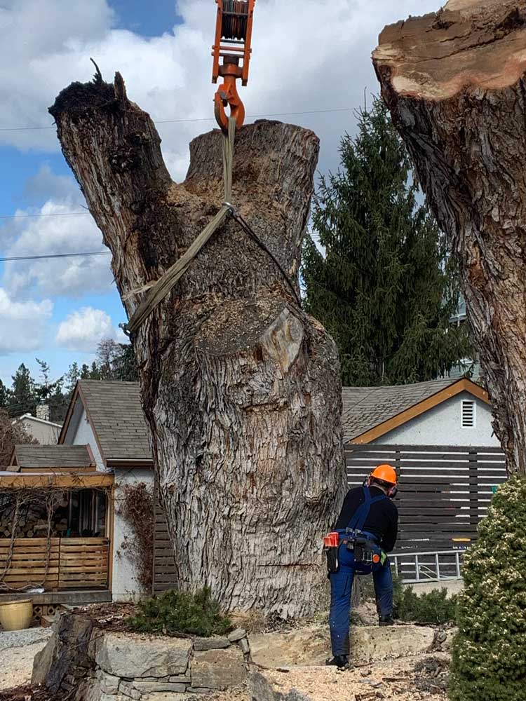 dead-tree-removal-ace-trees-arborist-kelowna-bc