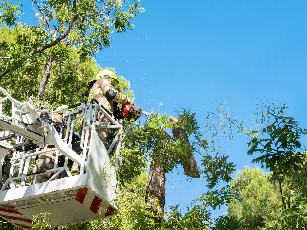 Emergency Tree Services (2)