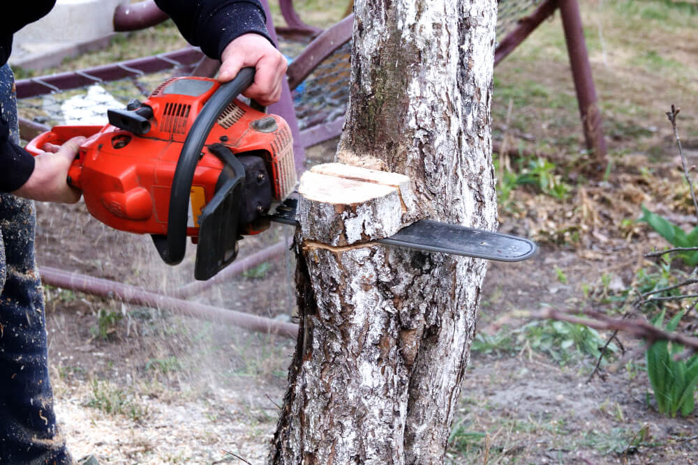 Residential Stump Carving