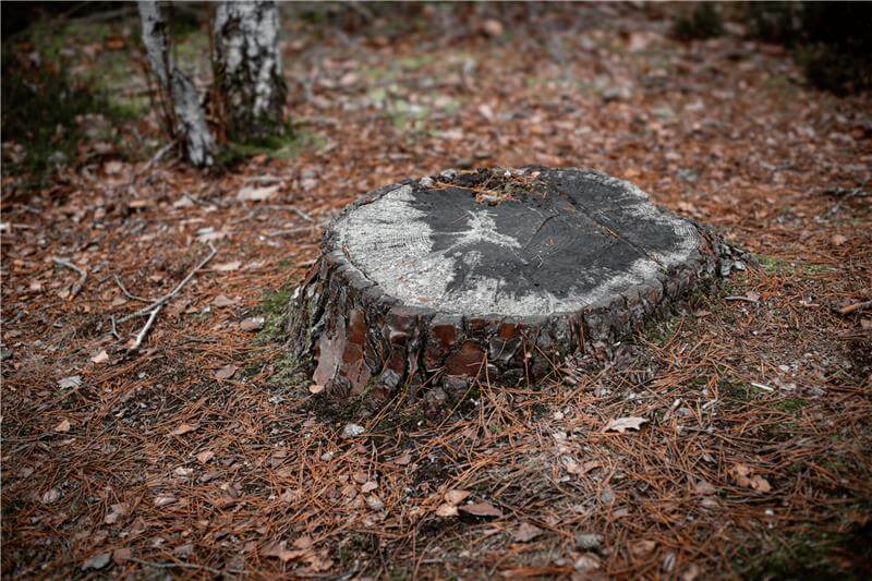 Stump Grinding & Removal