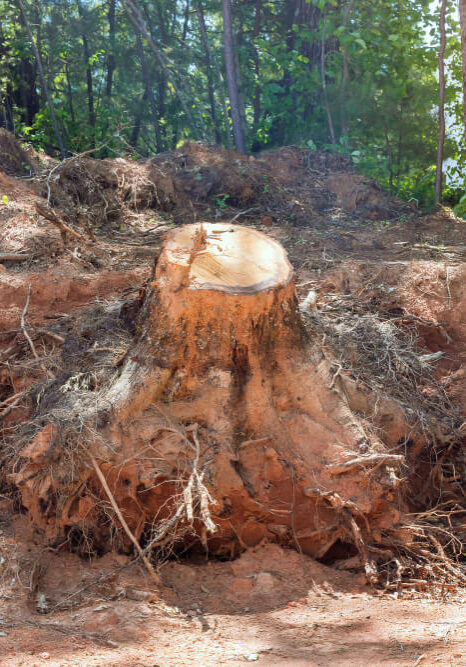 Reliable Stump Grinding