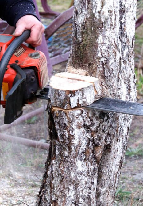 Residential Stump Carving