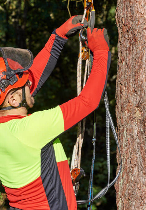 Residential Tree Cable