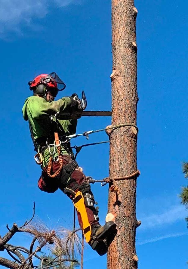 ace-tree-arborist-tree-removal-kelowna-bc